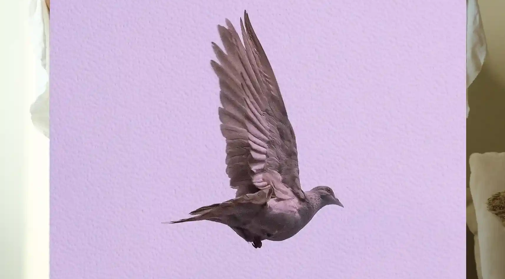 Dove in flight print, Afripedia Art